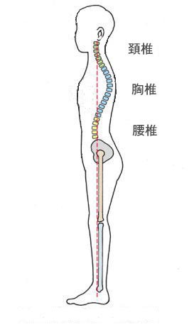 脊柱図