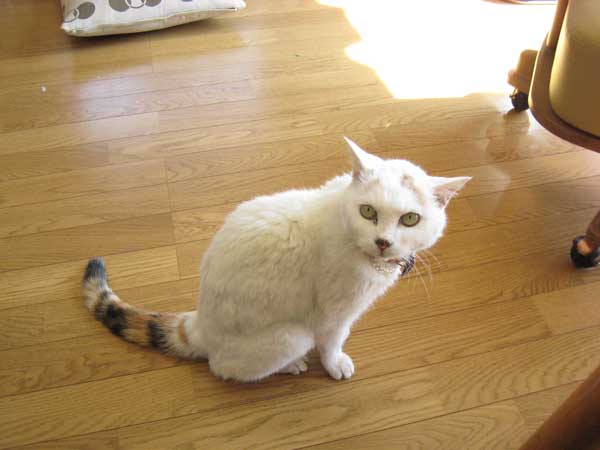 猫チコちゃん